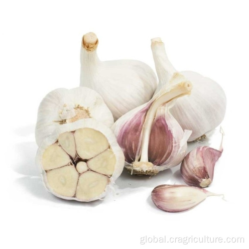 White Garlic Plant Fresh Chinese 6p Pure White Garlic Factory